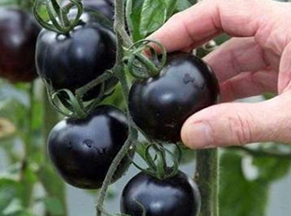 Семена чёрных томатов сорта «Индиго розовый»