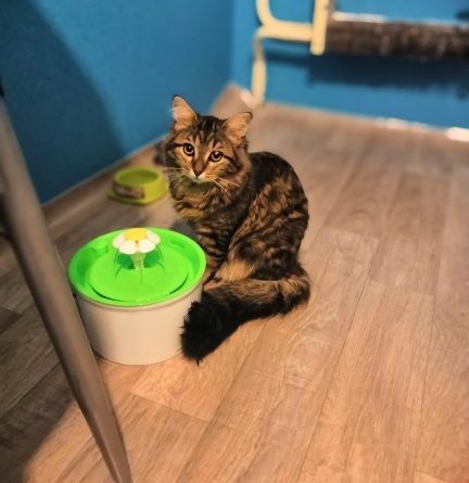 Питьевой фонтанчик для кошек